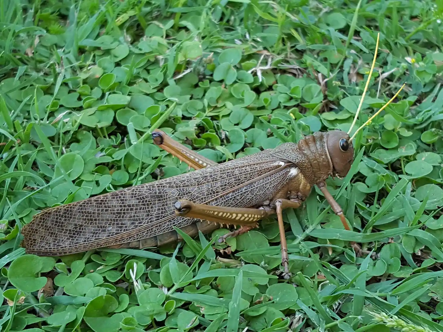 Tucuras quebracheras en la ciudad