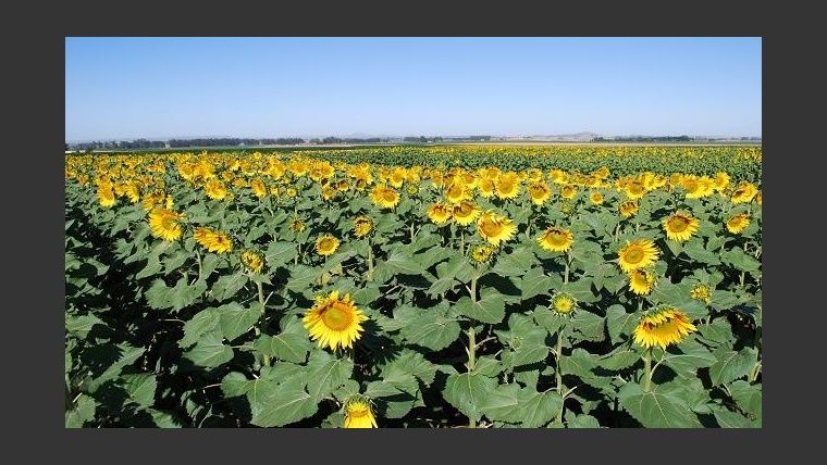 Avanza con lentitud la cosecha de girasol en Santa Fe por las lluvias