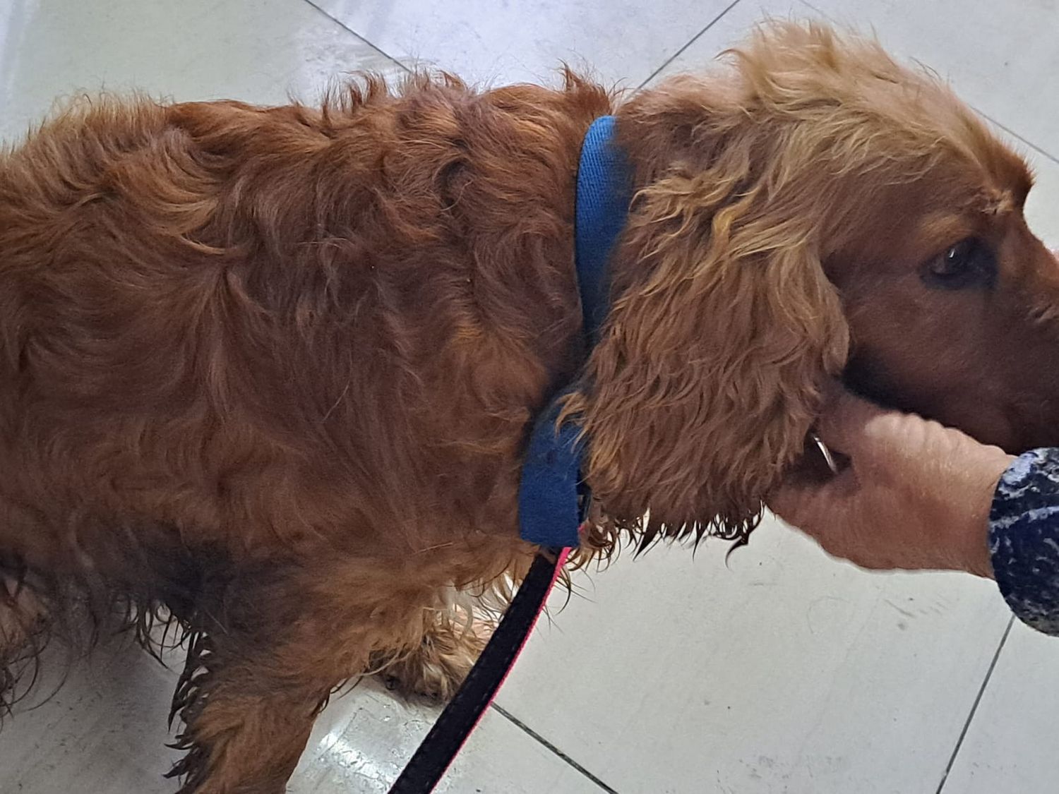 Perrito cocker encontrado
