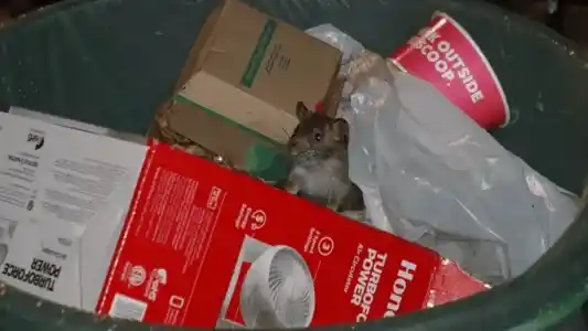 ¿Porqué hay cada vez más ratas en las grandes ciudades? Cambio climático y malos hábitos