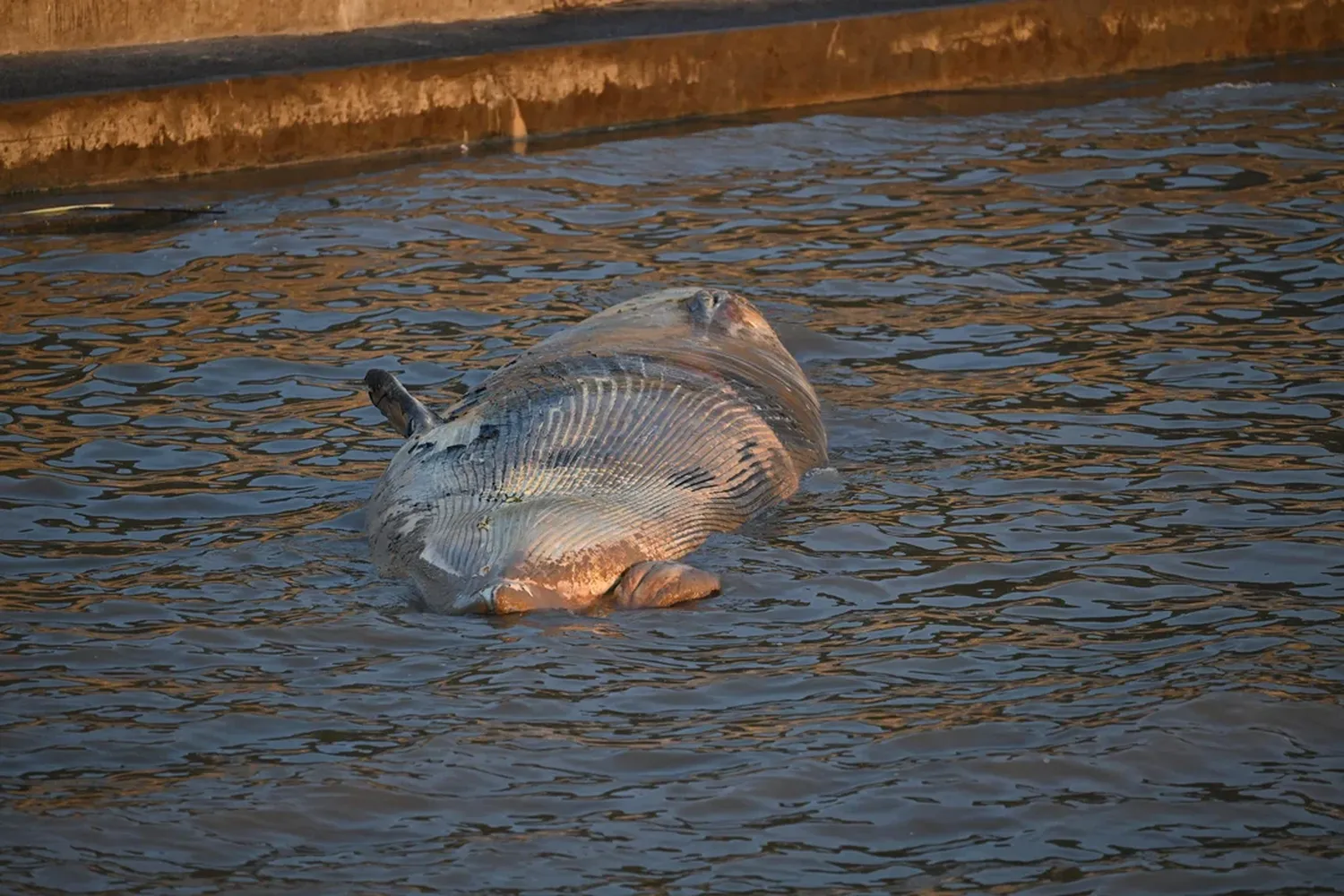 Río de la Plata: apareció otra ballena muerta en la Costanera y son dos en una semana