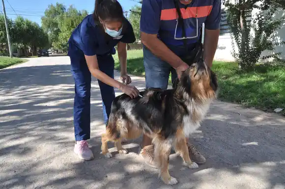 Chascomús: La campaña de vacunación antirrábica gratuita finalizó con 2213 mascotas inmunizadas