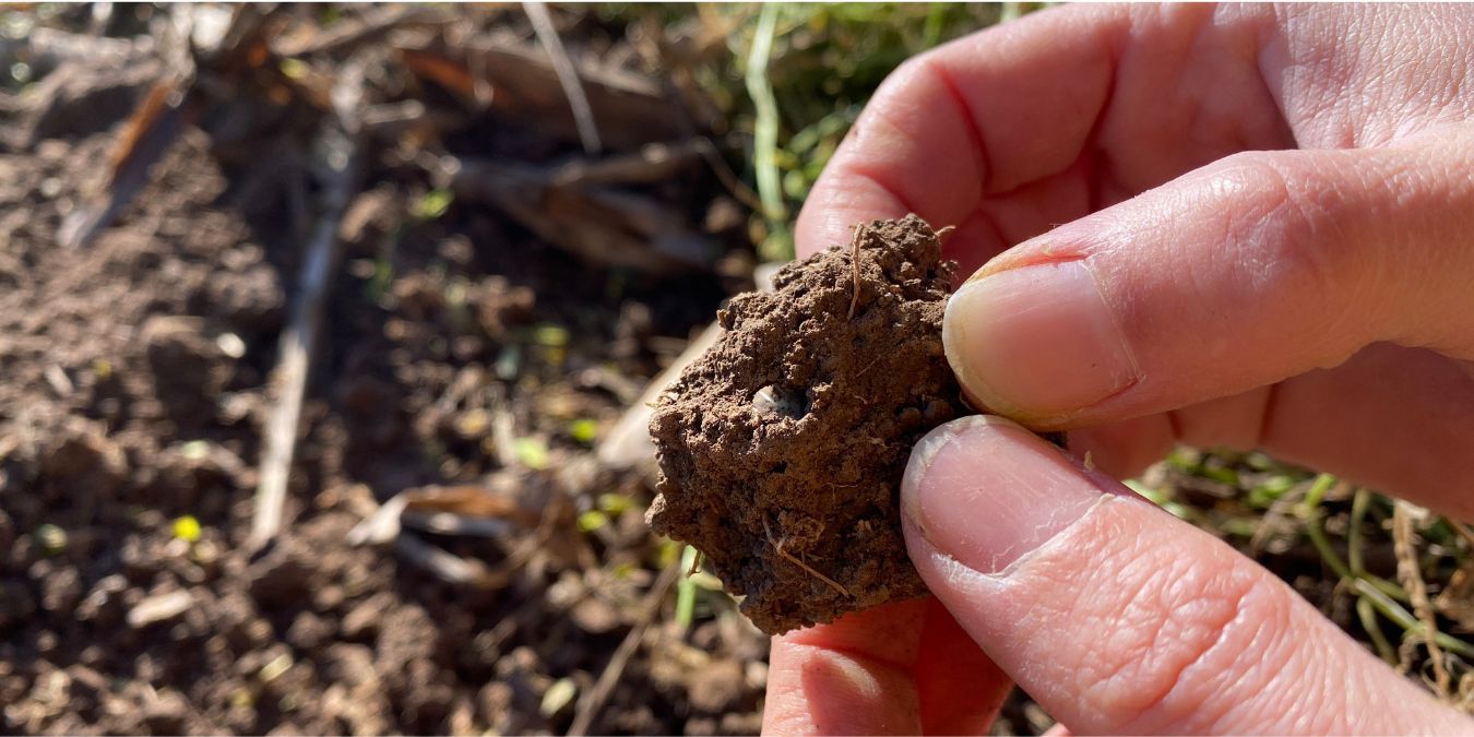¿Le cierra el balance de Carbono al campo argentino?