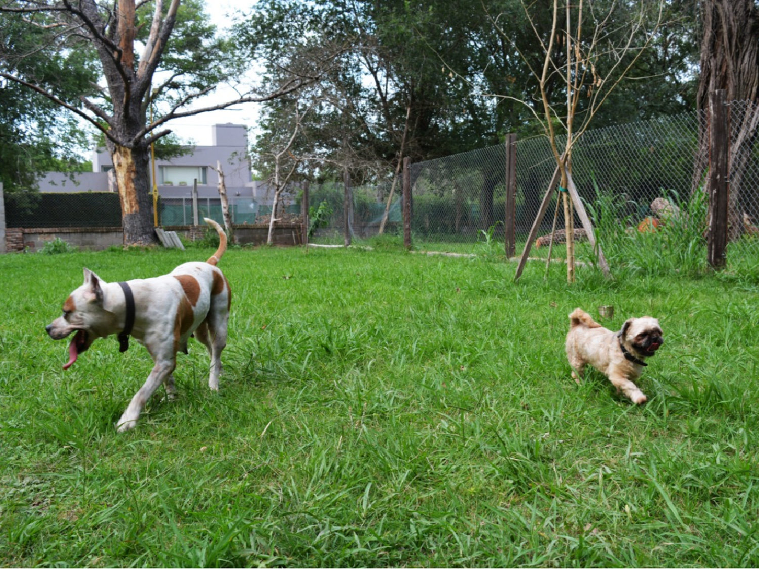 Modo vacaciones: hasta $250 por día para dejar la mascota en una guardería