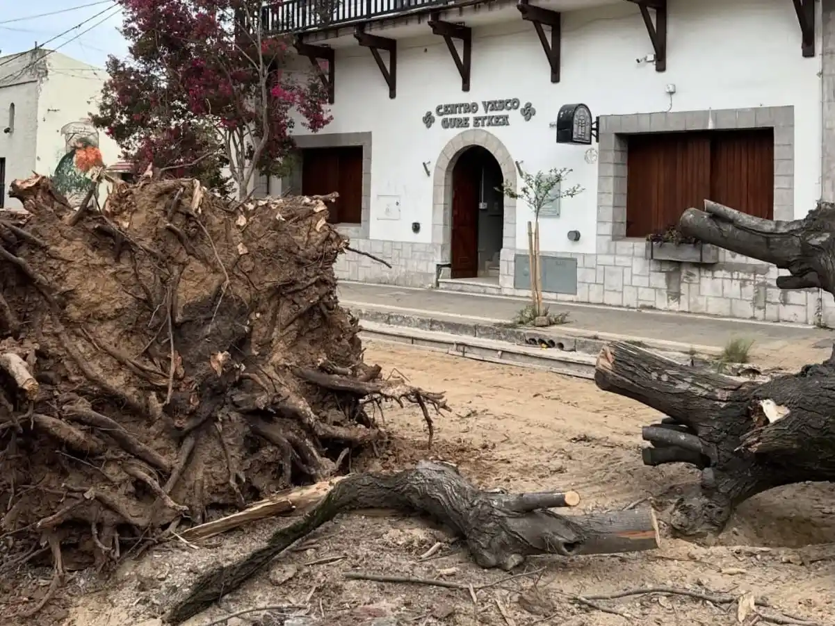 Los árboles extraídos de raíz en Sarmiento al 1000 (Foto Carolina Shedden).