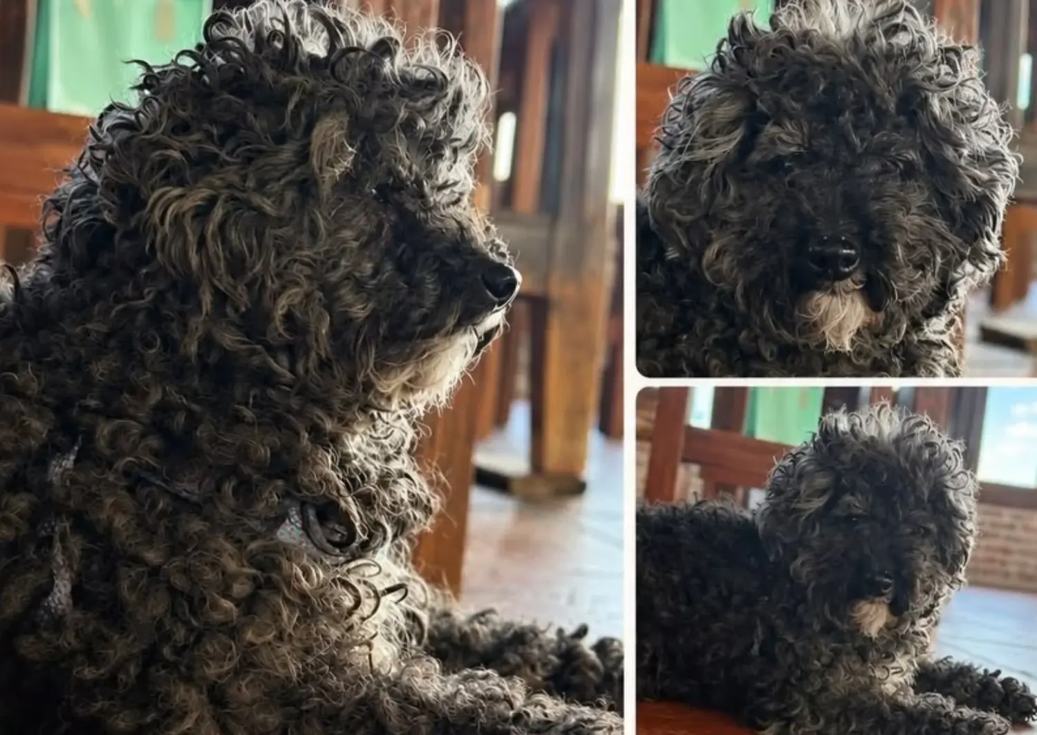 Encontraron una perrita caniche en calle Bozzano