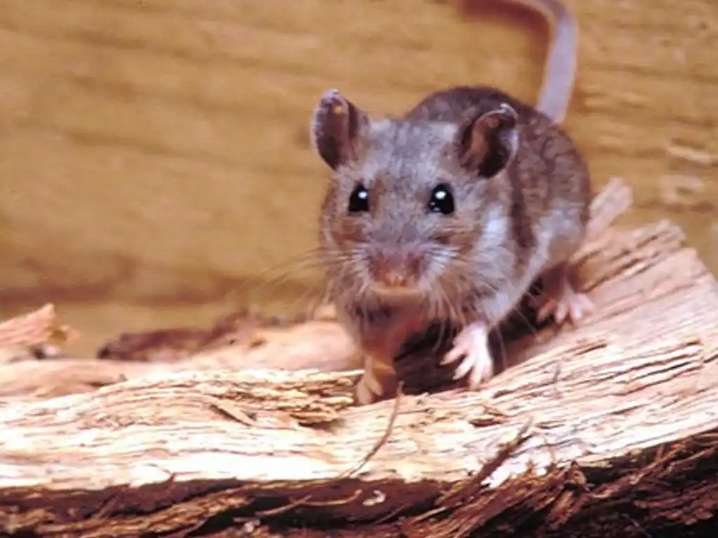 Bordet descartó casos de hantavirus en Entre Ríos