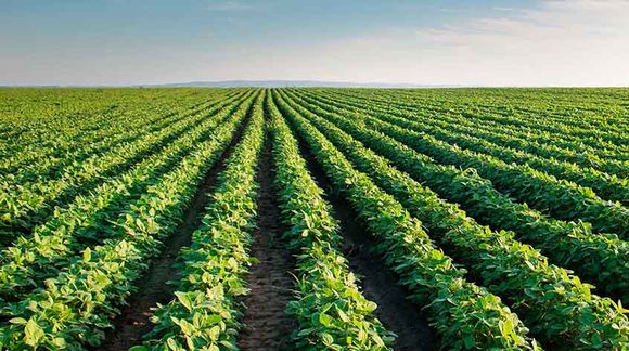 El Gobierno Nacional derogó otras 19 resoluciones del sector agropecuario
