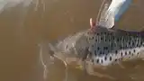 En Entre Ríos rige la veda para la pesca de surubí hasta el 15 de marzo