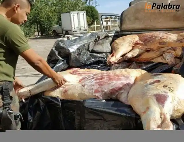 Patagones: Decomisan cuatro medias reses de faena clandestina