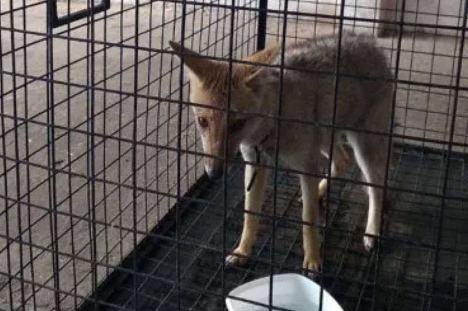 Rescatan a un zorro gris de una familia que lo tenía en cautiverio