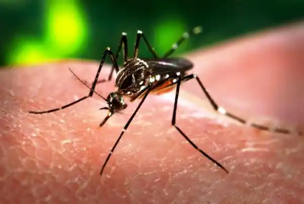 En Rosario ya hay 26 casos de Chikungunya