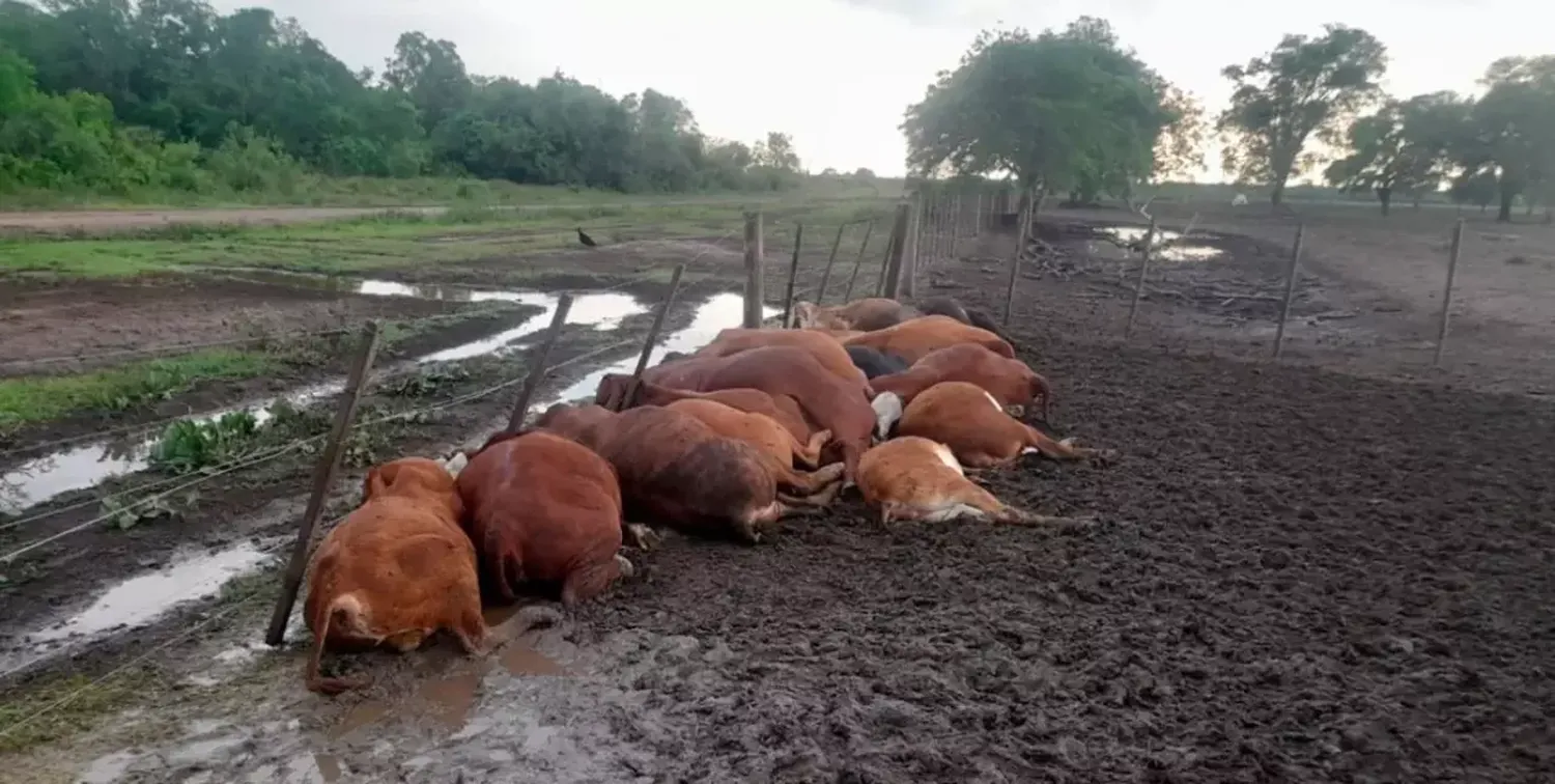 Unos 65 terneros murieron por un rayo en Formosa