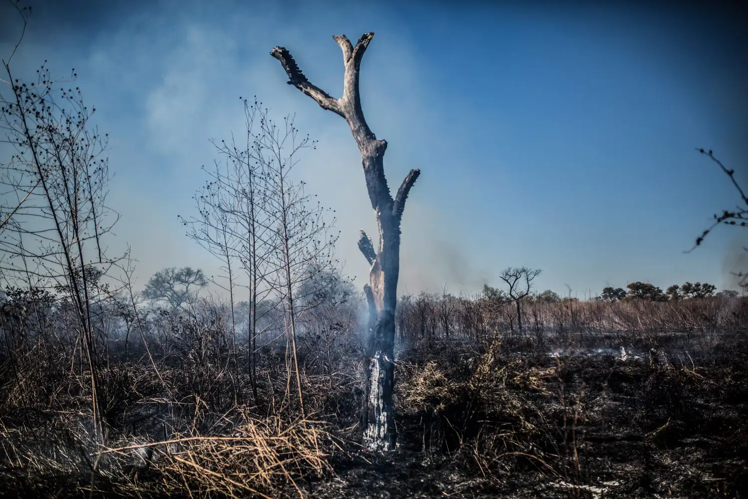 Comienza una Consulta Popular sobre si los desmontes ilegales e incendios forestales deben ser un delito penal