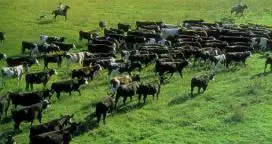 Buscan formalizar el sector ganadero