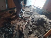 Raíces del arbolado público provocaron profundos daños en el piso de una vivienda