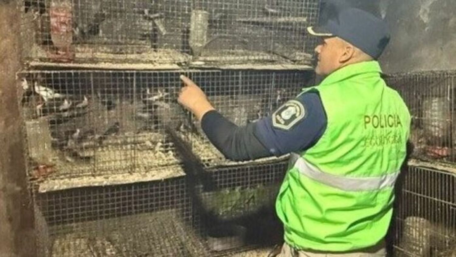 Se rescataron más de 300 animales de un cautiverio ilegal en La Plata