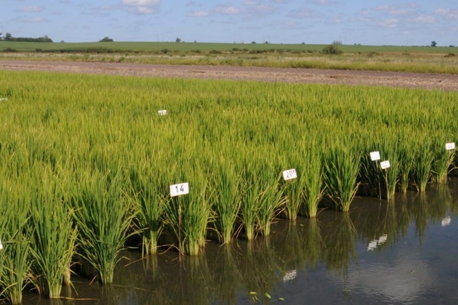 Entre Ríos: Ya se sembró con arroz el 93%