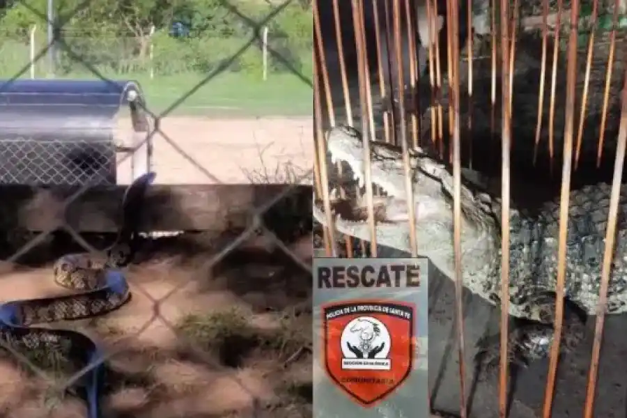 Aparecieron serpientes y un yacaré en la costa por la creciente: cómo evitar los ataques