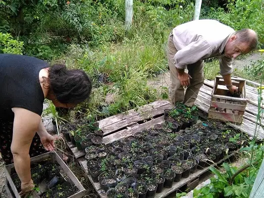 El proyecto de 12 árboles por cuadra, cada vez más cerca de ser una realidad