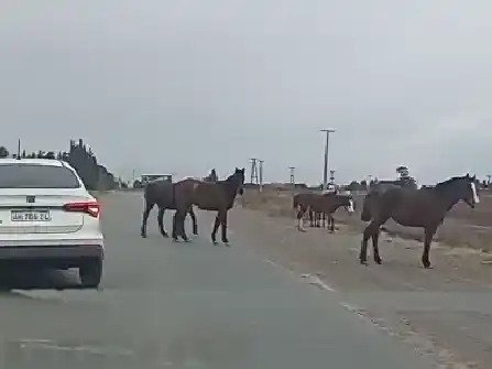 Reclamos por caballos sueltos: "Son un peligro"