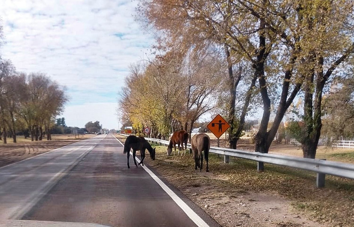 Otra vez los caballos sueltos