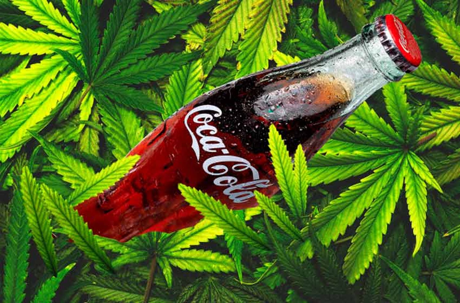 Coca – Cola prevé crear bebidas saludables con componentes de marihuana