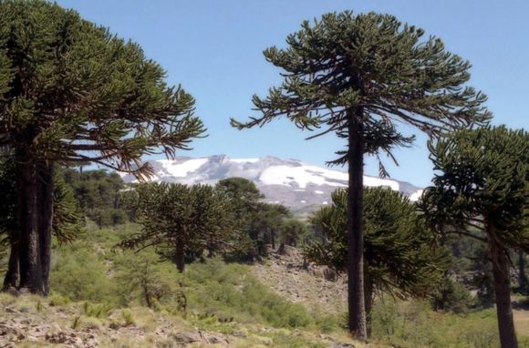 Volcán Copahue: alerta amarilla por "aumento de actividad sísmica"