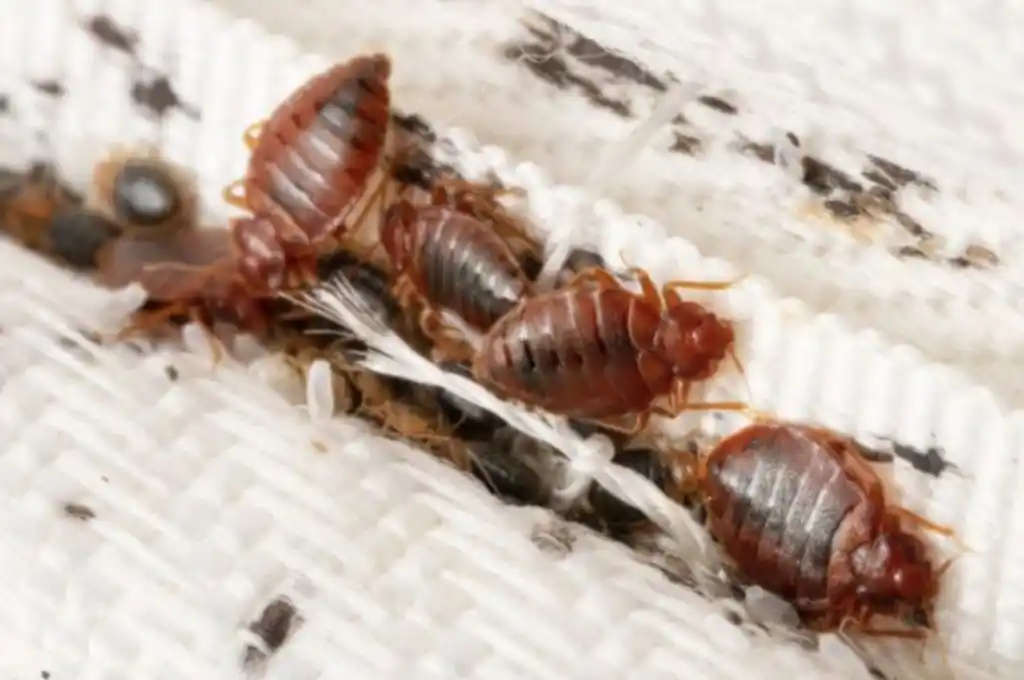 Un preso murió al ser “devorado vivo” por chinches en una cárcel de EE.UU.