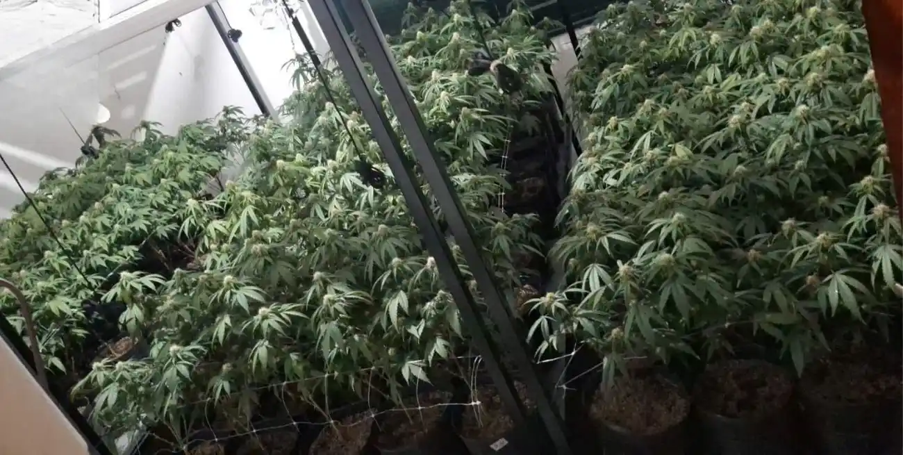 Se procedió al secuestro de las plantas y de los frascos con cogollos.