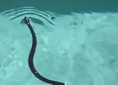 Sierra del Tigre: fue a limpiar su pileta y la sorprendió una culebra nadadora