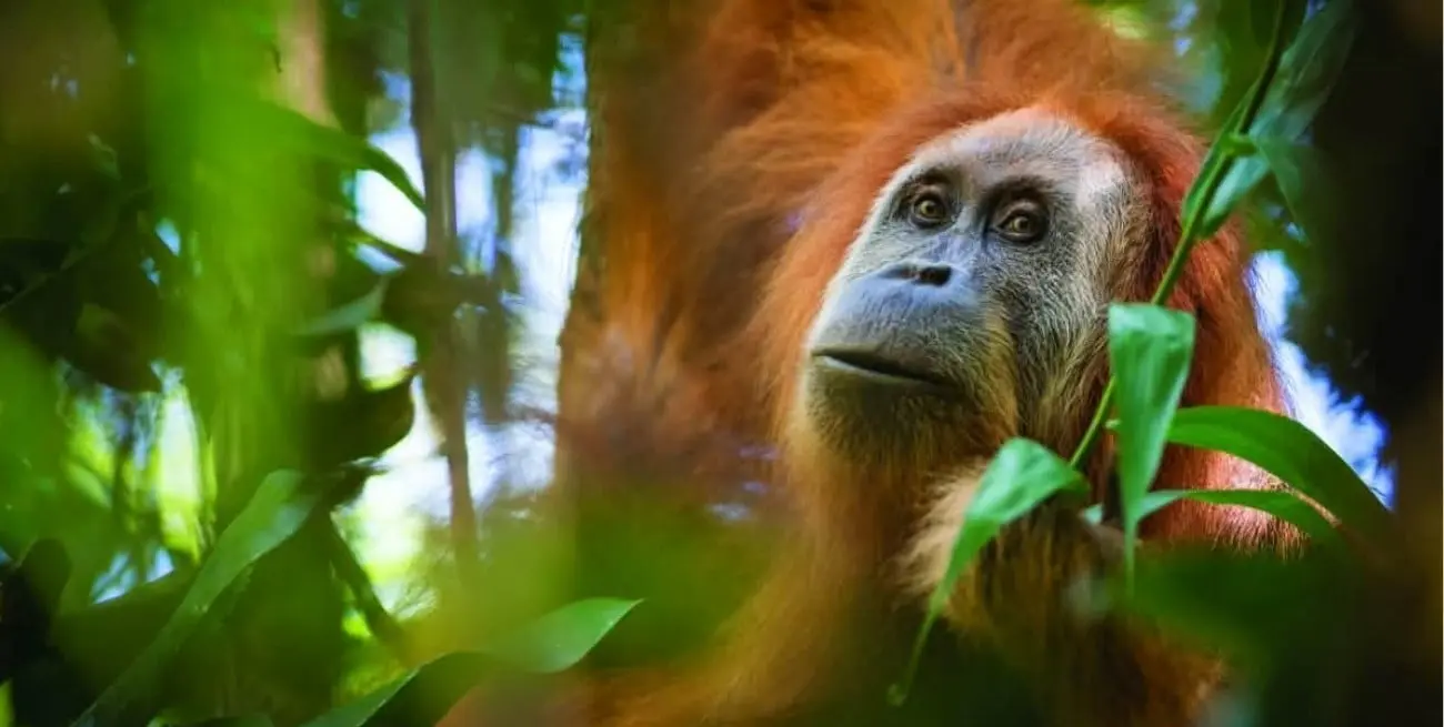 El orangután Tapanuli en peligro de extinción