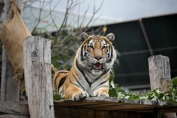 AL MENOS 20 FELINOS murieron por gripe aviar en un santuario animal en Washington