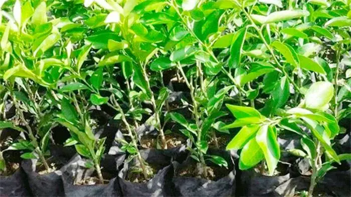 Un productor denunció que  le robaron 300 plantas de  limones de su vivero