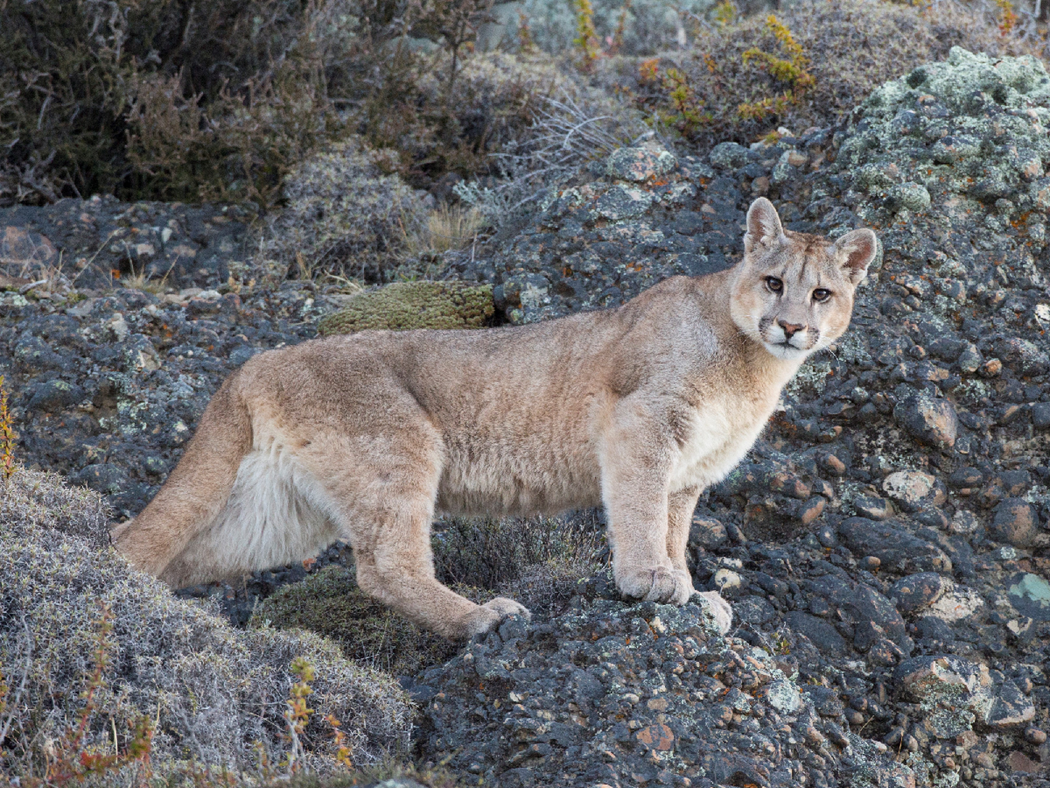 El puma deja de ser objeto de caza y se convierte atractivo turístico en el sur