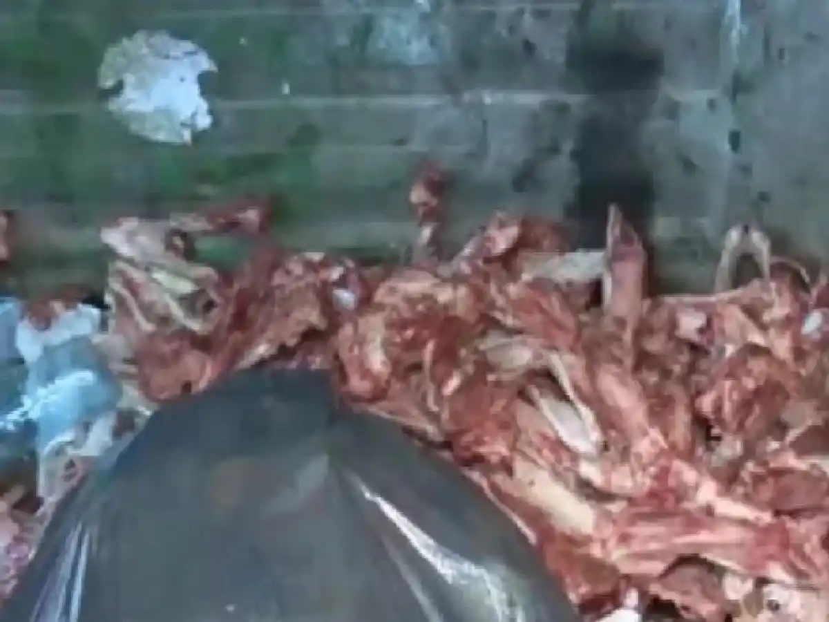 Rosario: hallan cerca de 30 esqueletos y cráneos de perros faenados