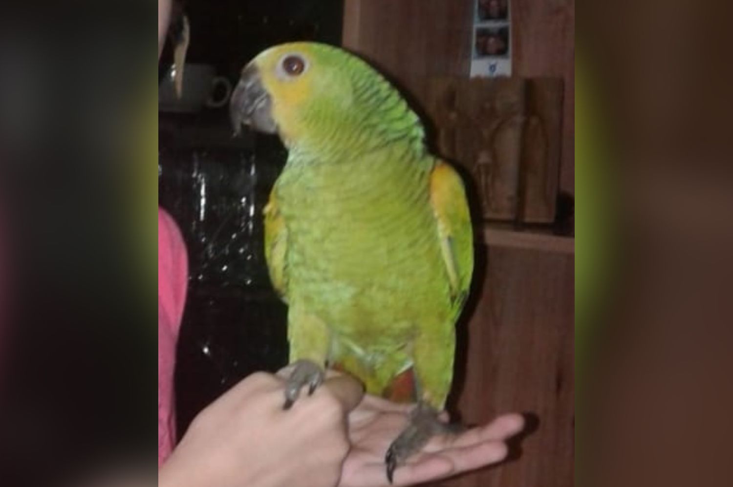 Dos encapuchados robaron un loro y piden ayuda para encontrarlo: “Impotencia, cualquiera se mete a tu casa como si nada”