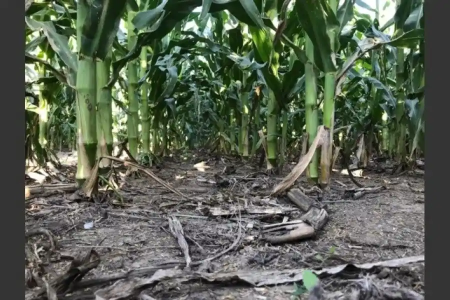 Único en el país: en Rafaela fertilizaron por años con nanotecnología y los resultados son increíbles