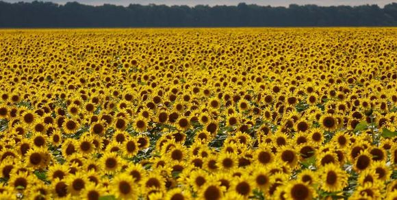 Se registró un aumento de 200 mTn en el volumen producido de girasol
