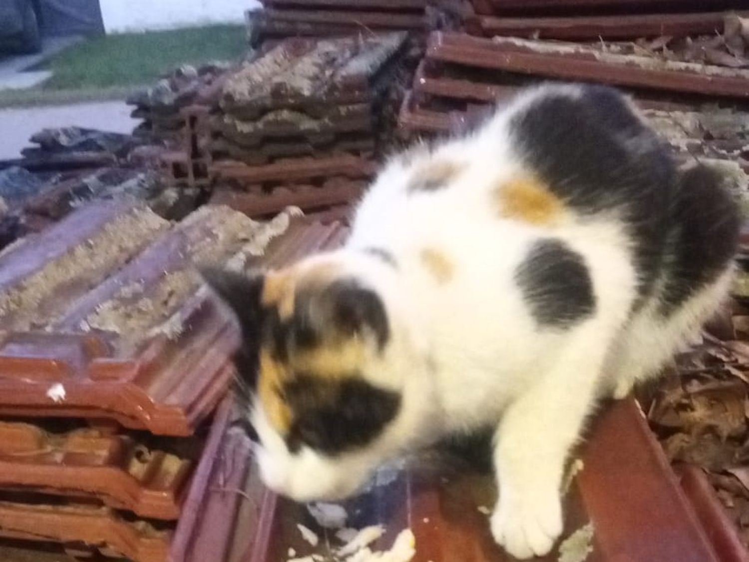 Encontraron a una gatita en Villa Igoillo