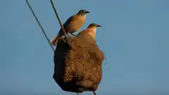 Horneros construyeron su nido en cables del tendido eléctrico: video y fotos