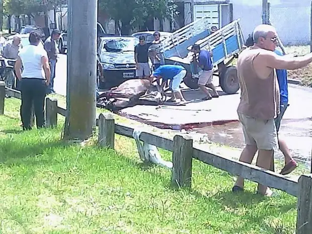 Yegua que tiraba un carro se desangró tras chocar con auto 