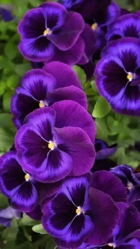 Pensamientos, un clásico imbatible