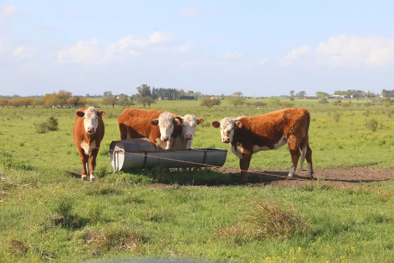 Crítica de la Rural: "Están más atentos a lo que pasa en Tribunales que en nuestros campos"