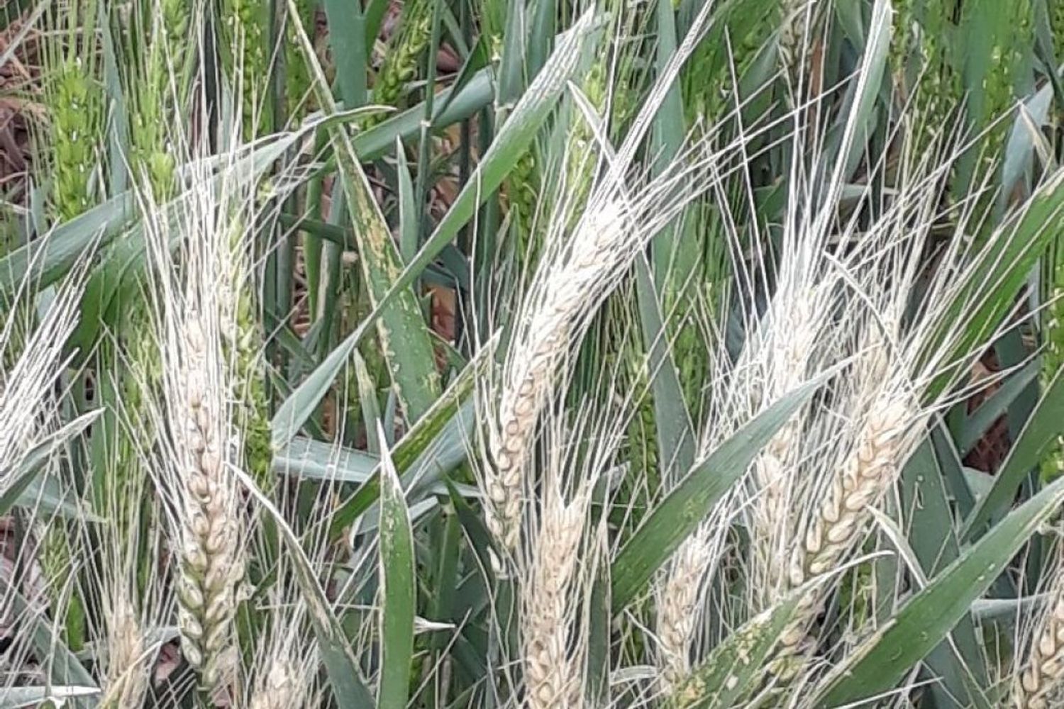 Las lluvias entonan la carga de granos y hay medio millón de hectáreas que salen de la sequía