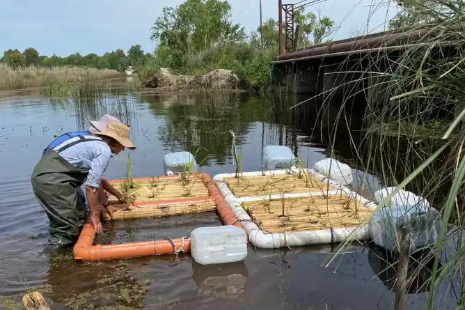 “Solución Basada en la Naturaleza”: Colocan islas flotantes artificiales en la laguna de Chascomús