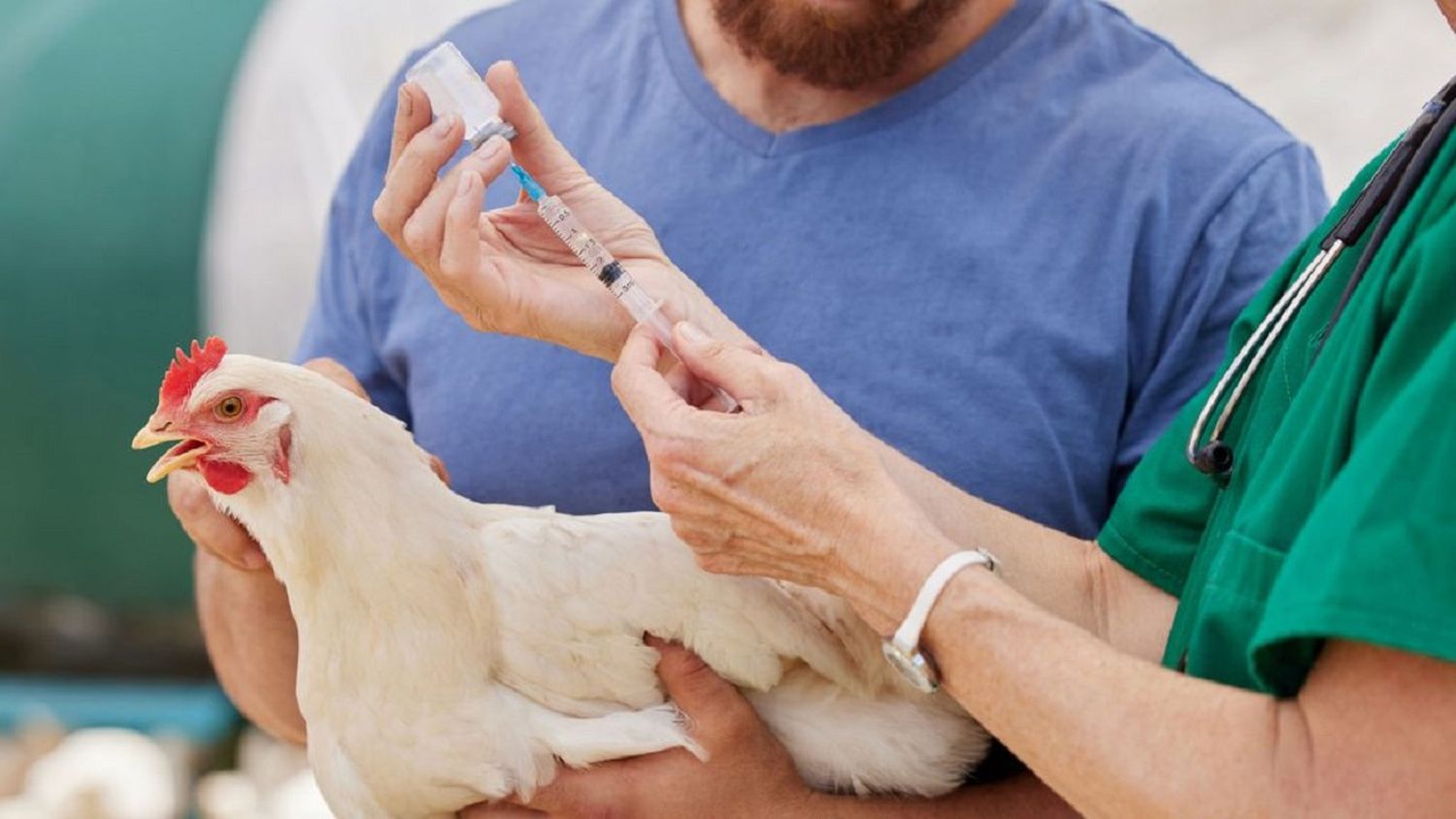 ESTO DEBES SABER SOBRE la primera muerte humana mundial por gripe aviar H5N2
