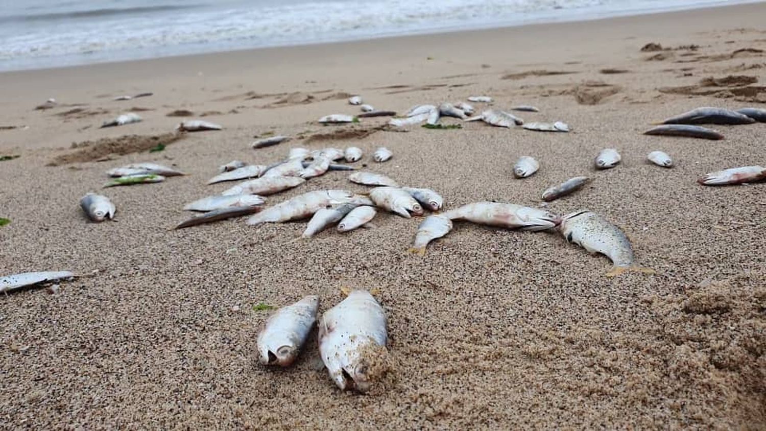 ALERTA EN PUERTO PÍRITU por mortandad de peces en playas