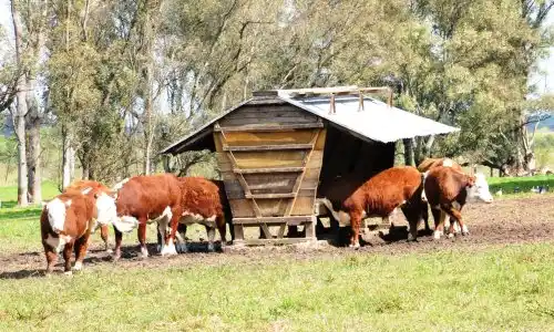 El arte de generar carne sin pasto: El Modelo “Fibra Cero”