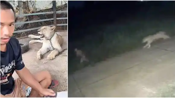 Tailandia: un león criado como mascota escapó y atacó a un niño de 11 años
